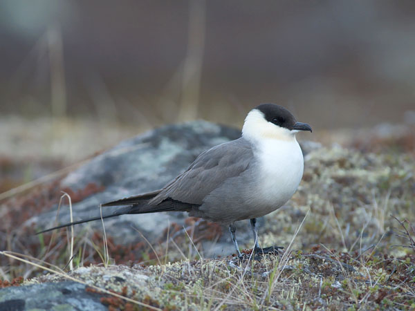 Tunturikihu, Long-tailed Jaeger, Stercorarius longicaudus